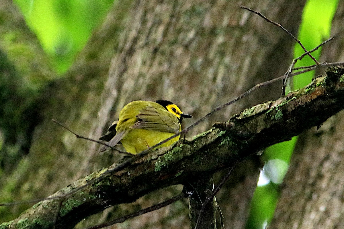 Hooded Warbler - ML636733130