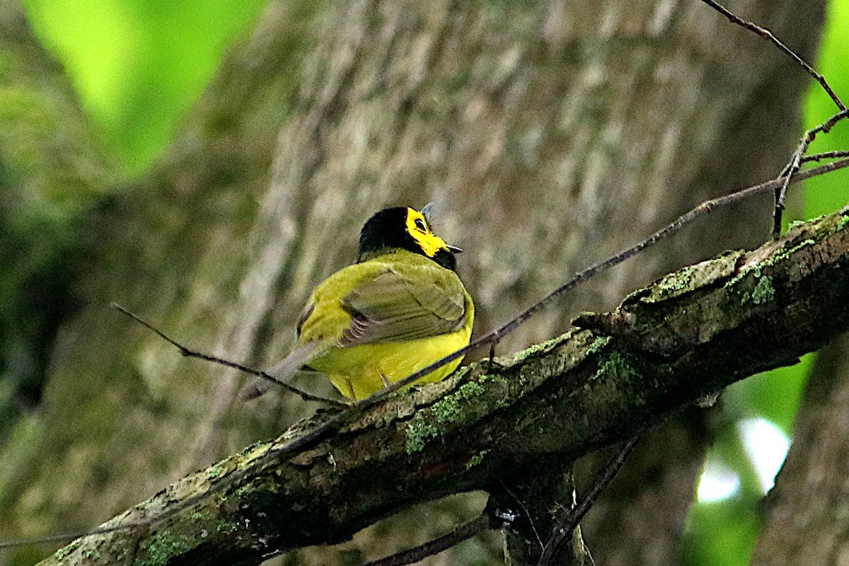 Hooded Warbler - ML636733144