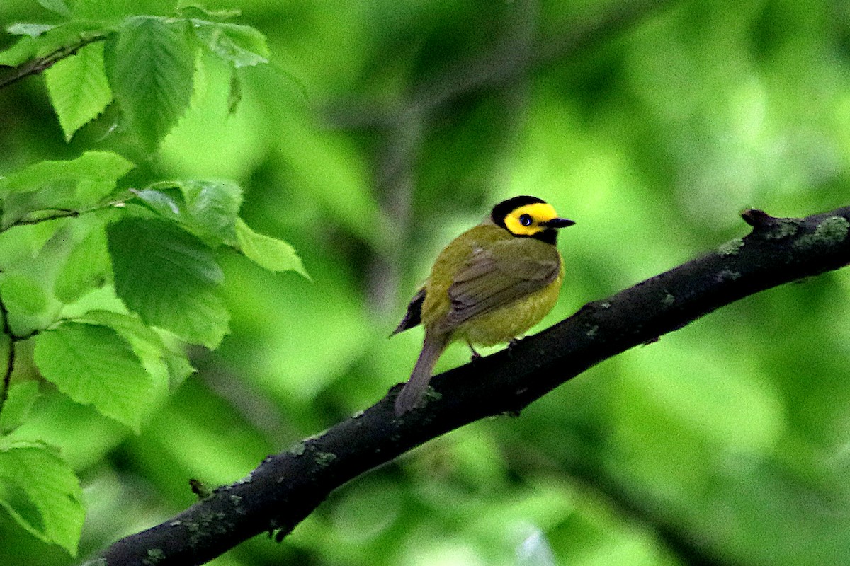 Hooded Warbler - ML636733158