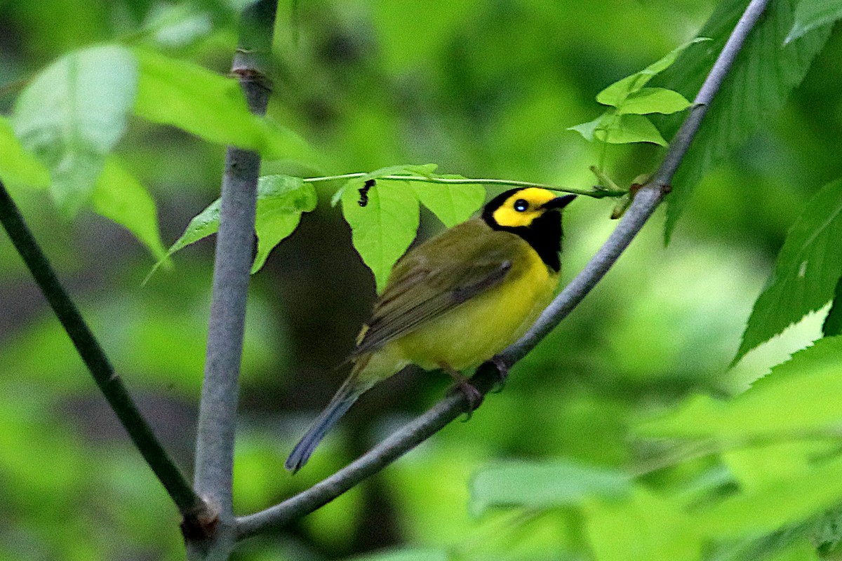 Hooded Warbler - ML636733172