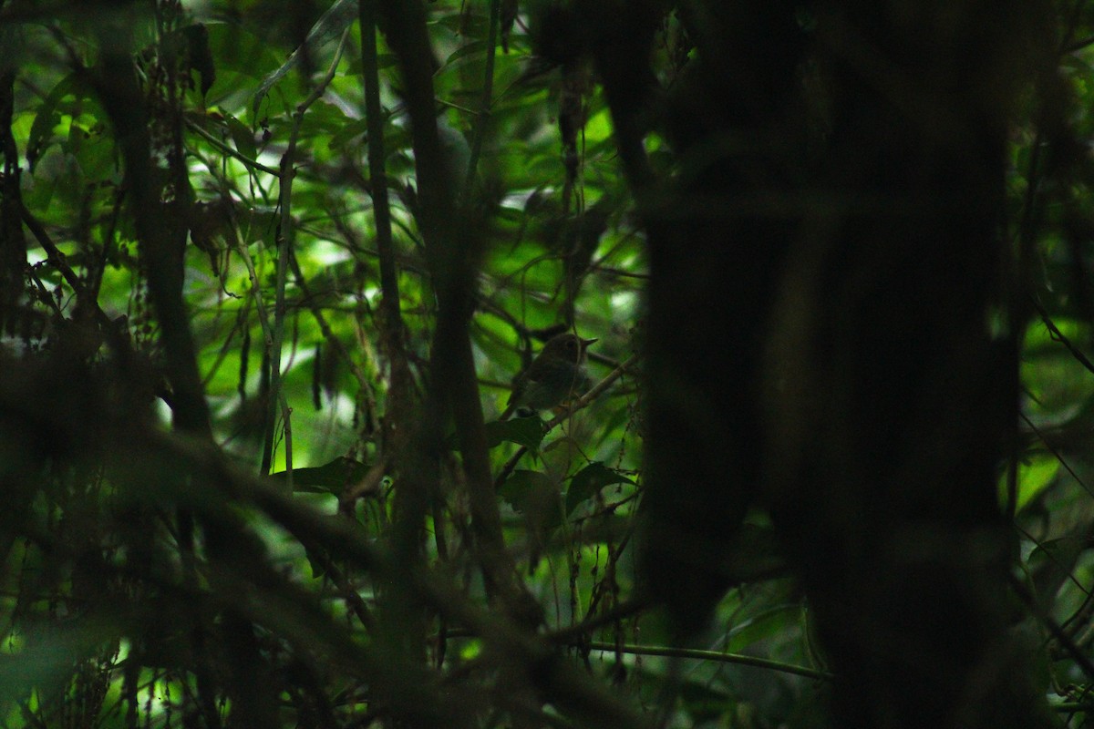 Fork-tailed Pygmy-Tyrant - ML636733196