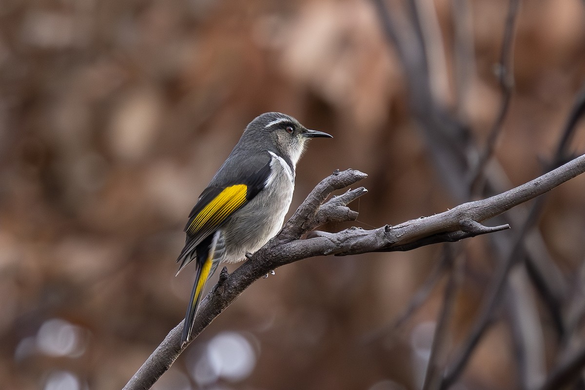 Crescent Honeyeater - ML636733389