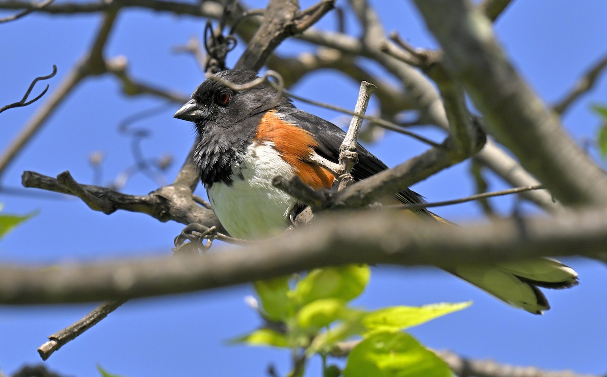 Eastern Towhee - ML636733447