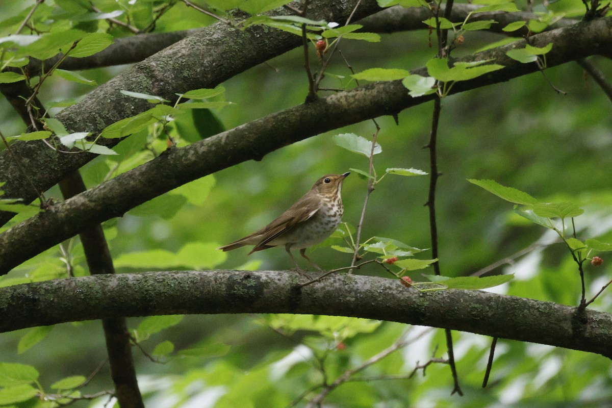 Swainson's Thrush - ML636733493