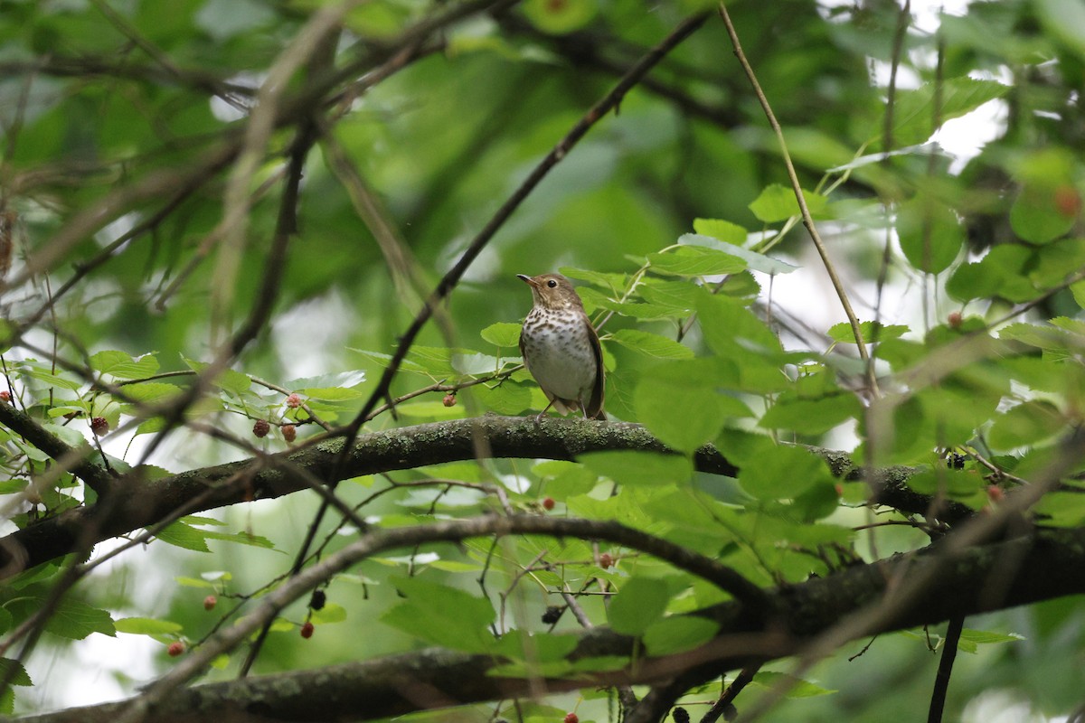 Swainson's Thrush - ML636733494