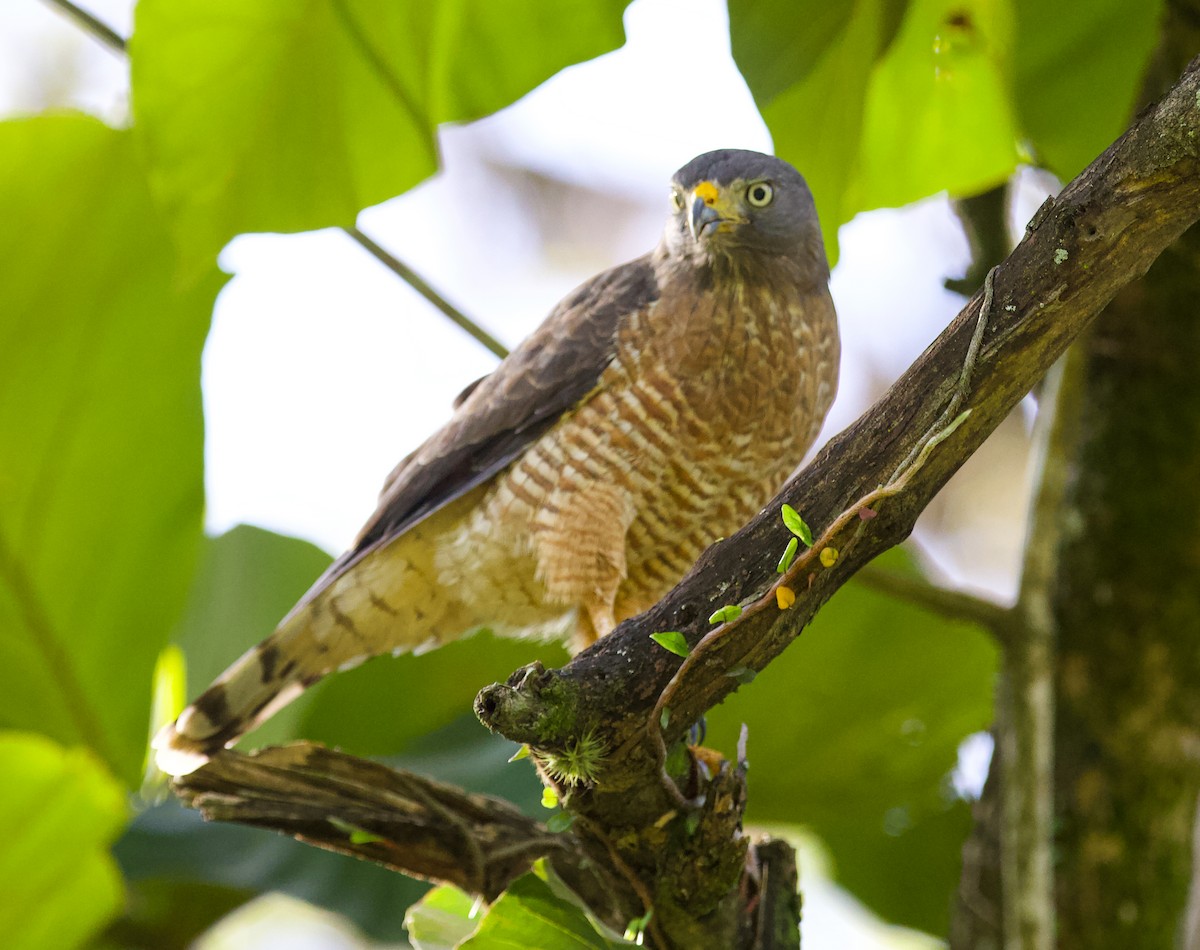 Roadside Hawk - ML636733670
