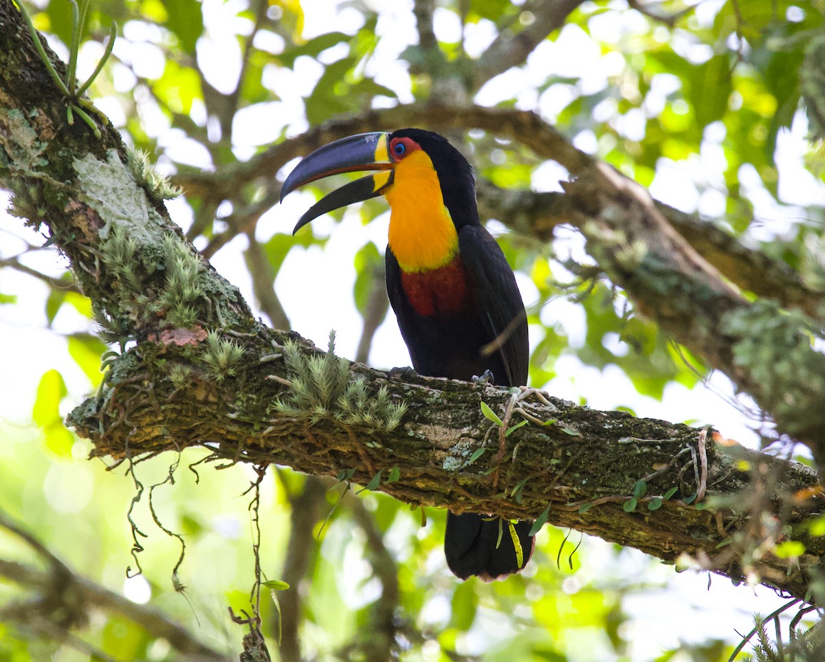 Channel-billed Toucan - ML636733676
