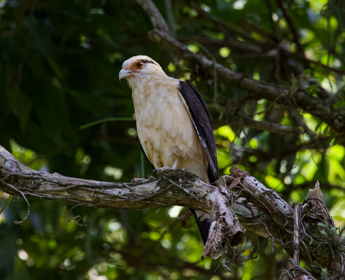 Yellow-headed Caracara - ML636733681