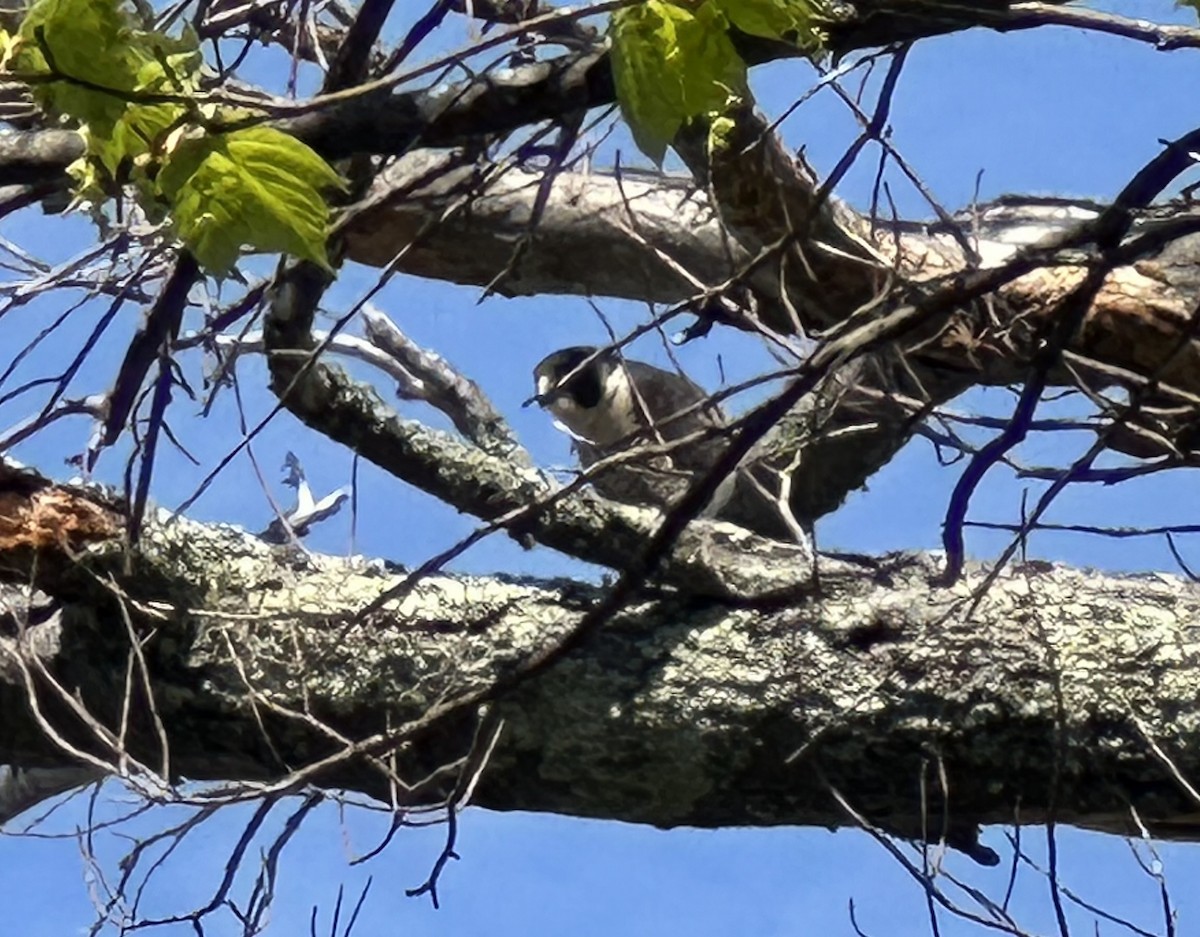 Peregrine Falcon - ML636733690