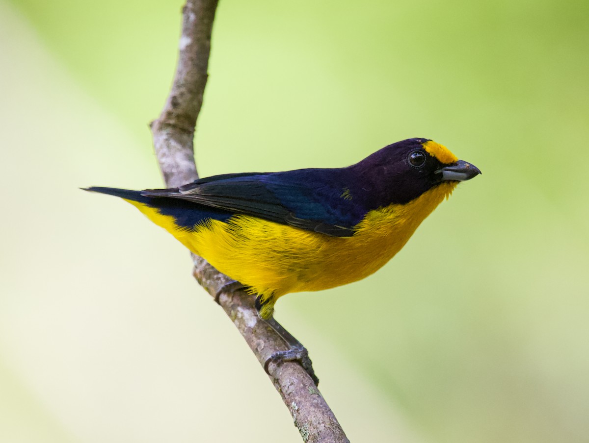 Violaceous Euphonia - ML636733705