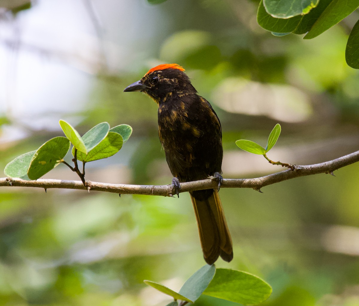Flame-crested Tanager - ML636733723