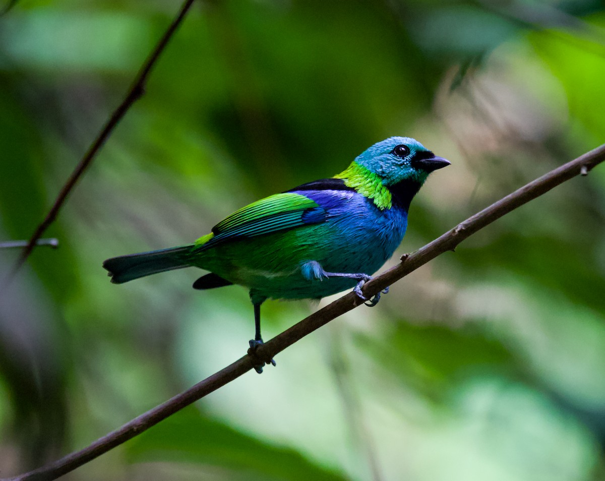 Green-headed Tanager - ML636733731