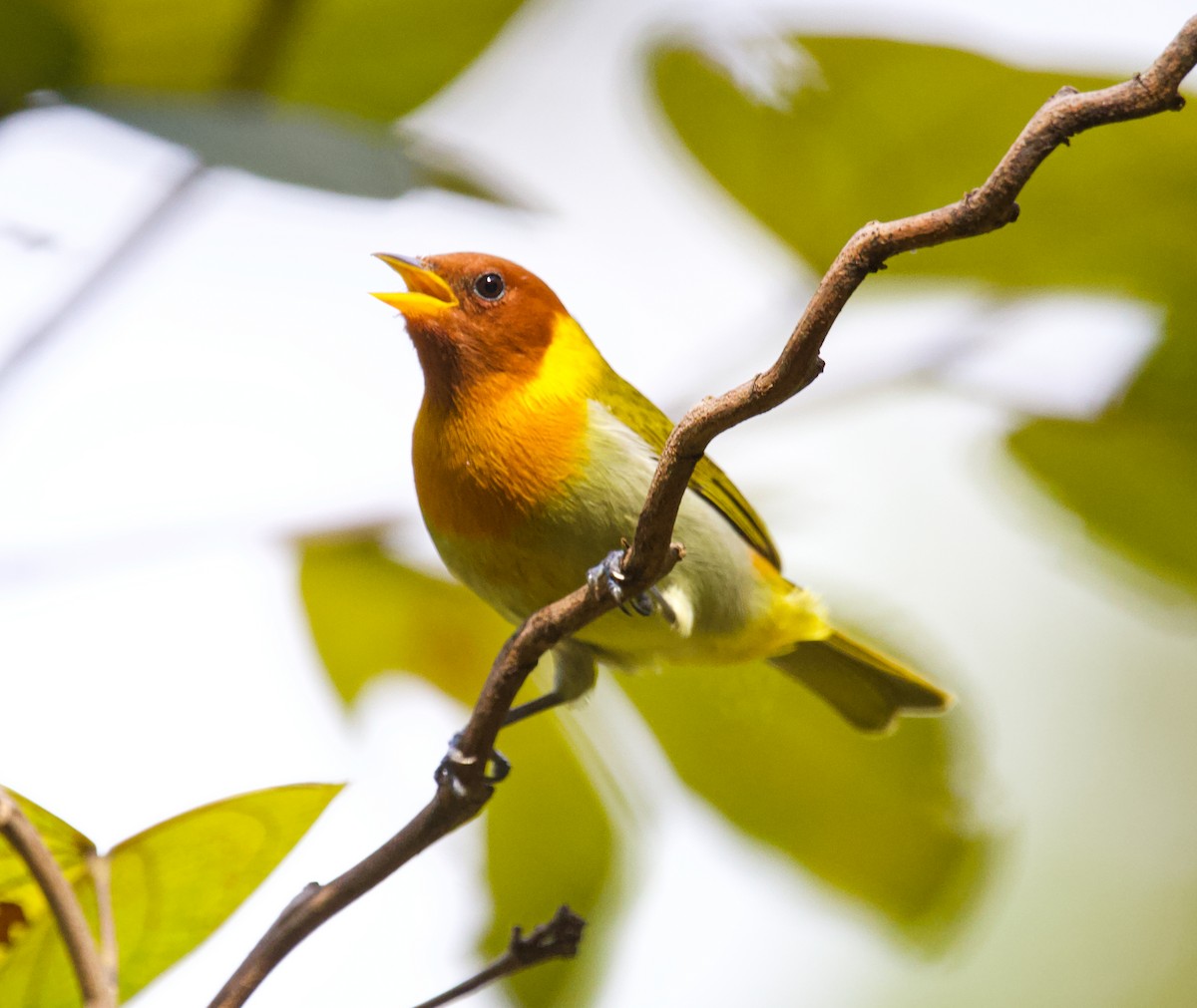 Rufous-headed Tanager - ML636733746