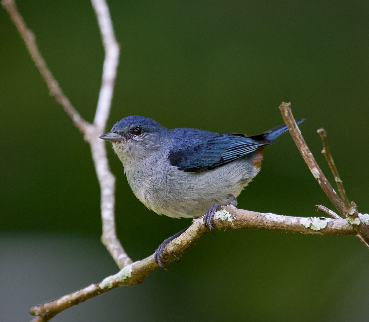 Chestnut-vented Conebill - ML636733762