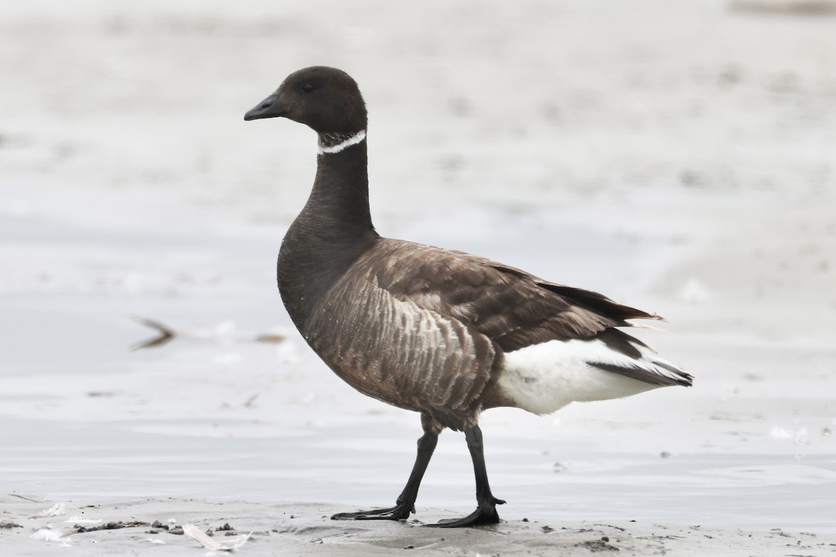 Brant - ML636734064