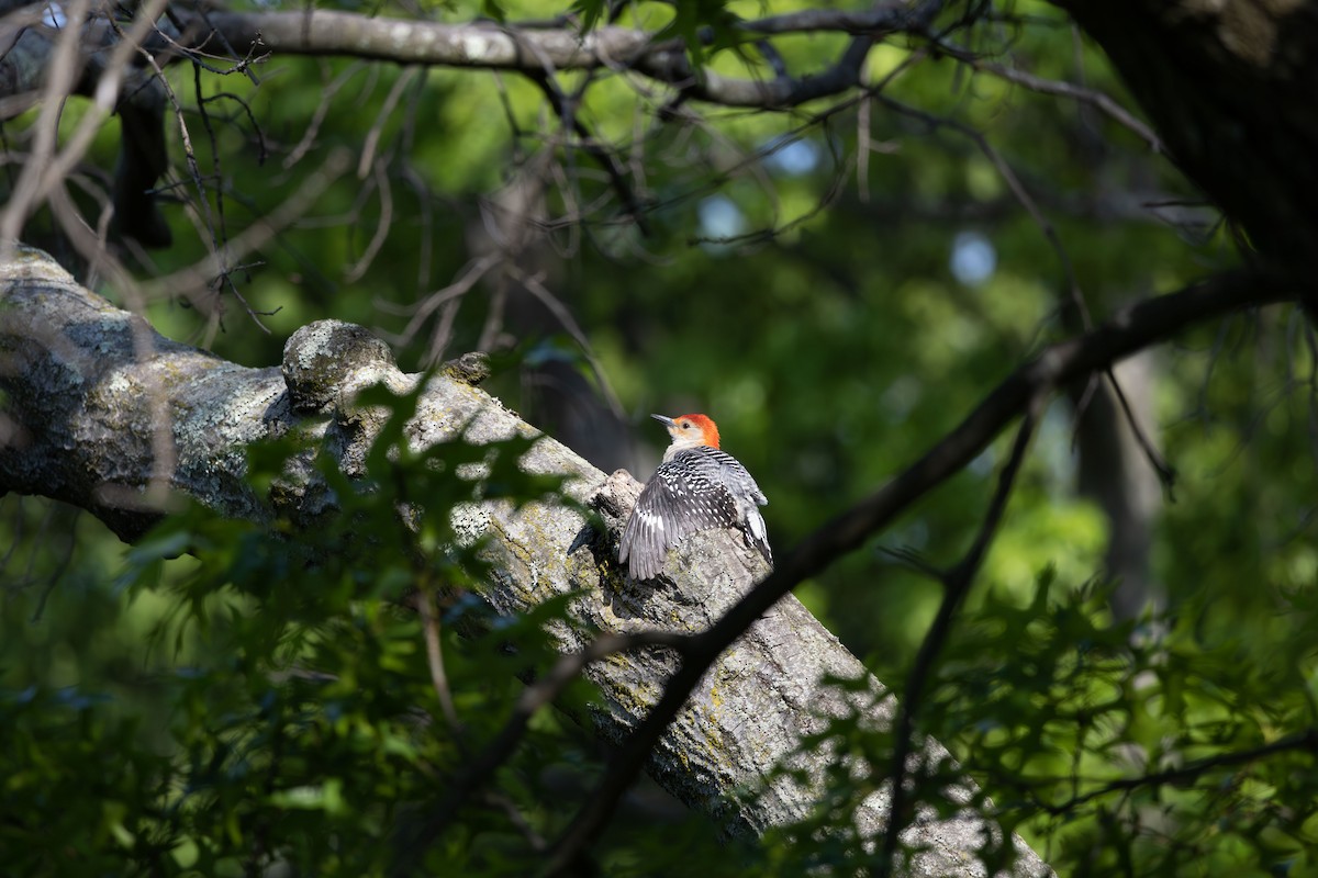 Red-bellied Woodpecker - ML636734101