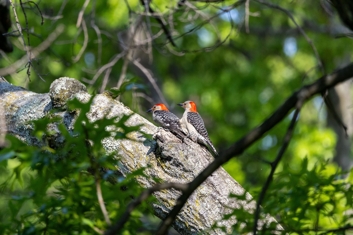Red-bellied Woodpecker - ML636734102