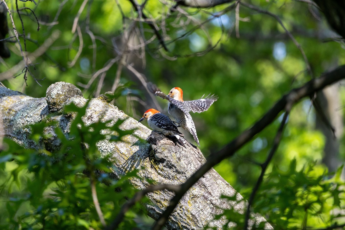 Red-bellied Woodpecker - ML636734103