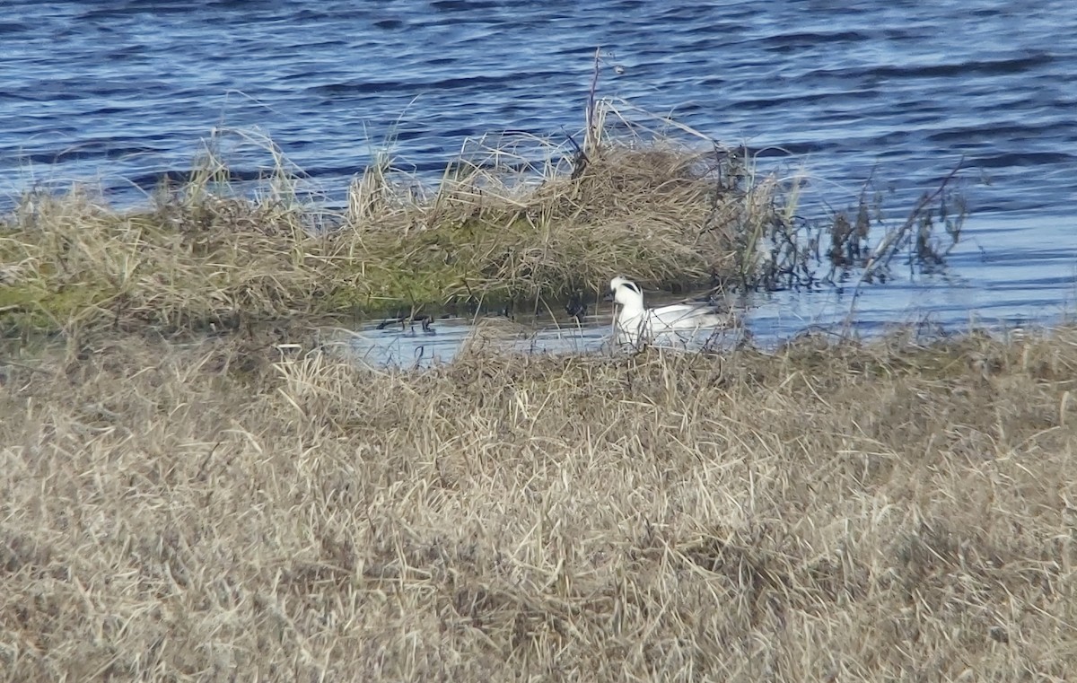 lappfiskand - ML636734138