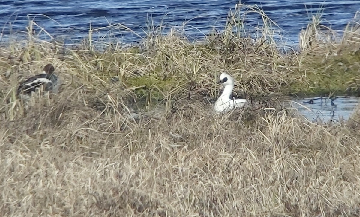 lappfiskand - ML636734142