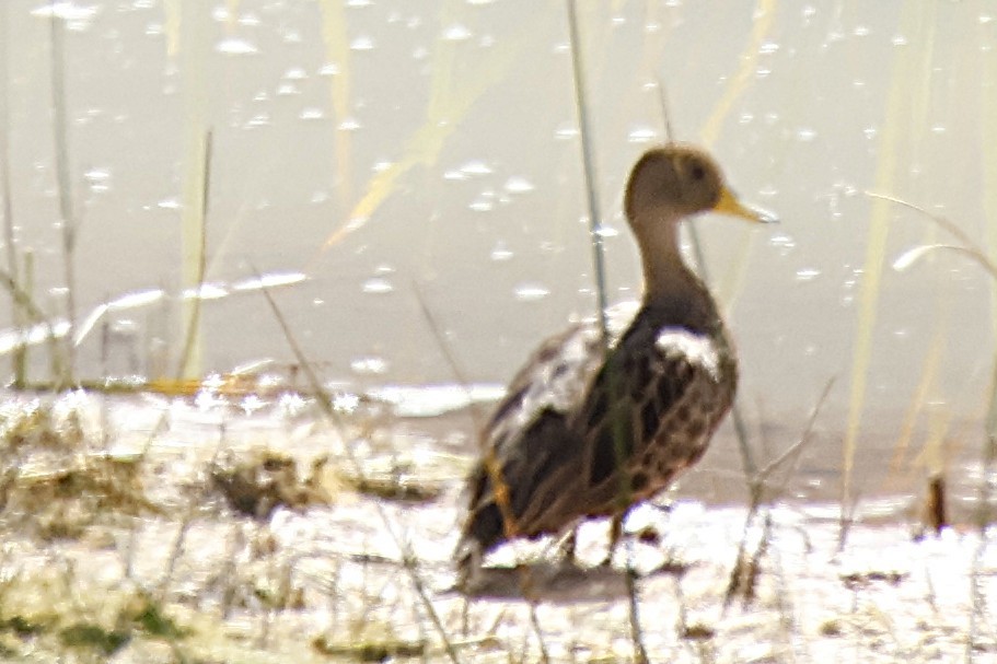 Yellow-billed Pintail - ML636734145