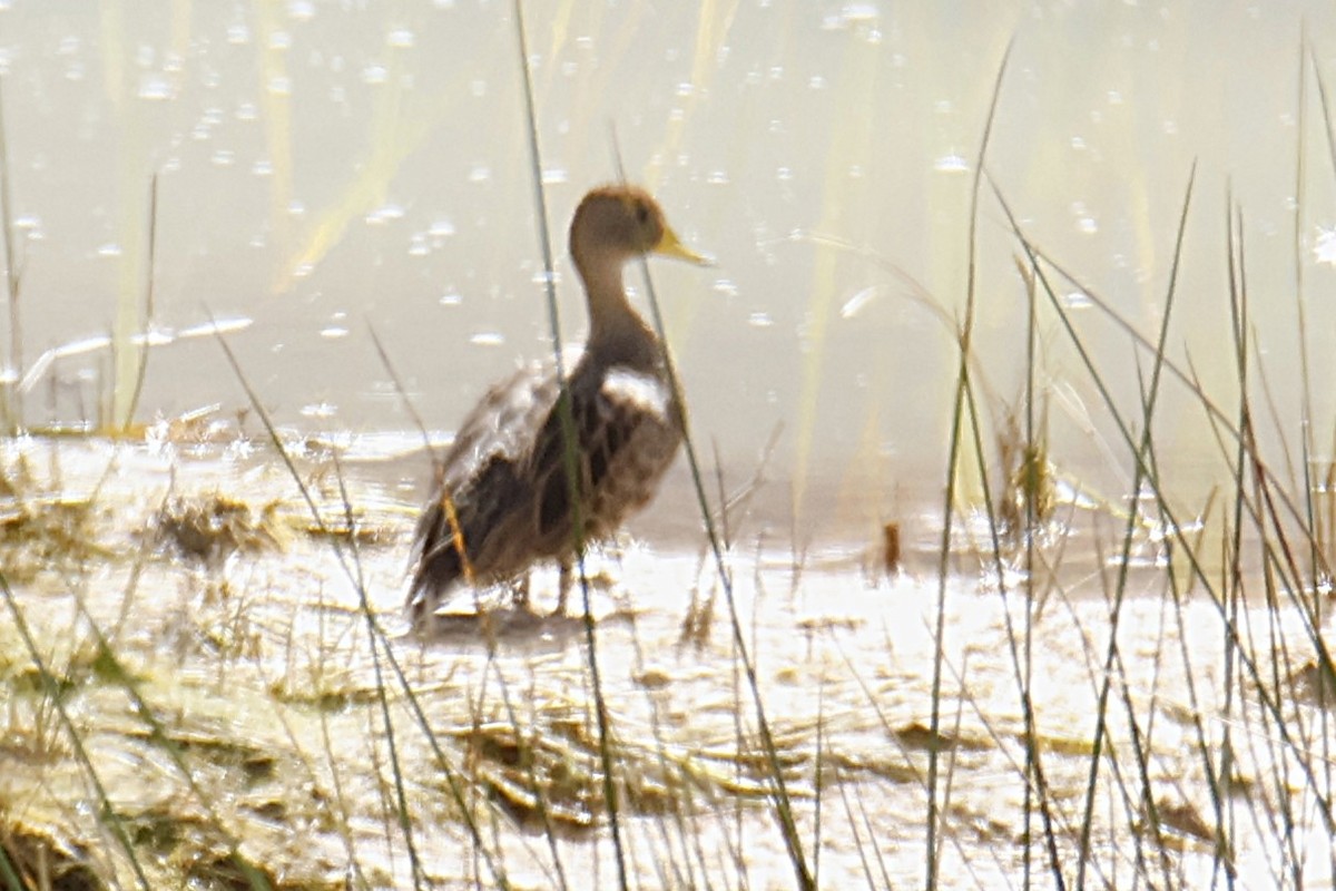 Yellow-billed Pintail - ML636734146