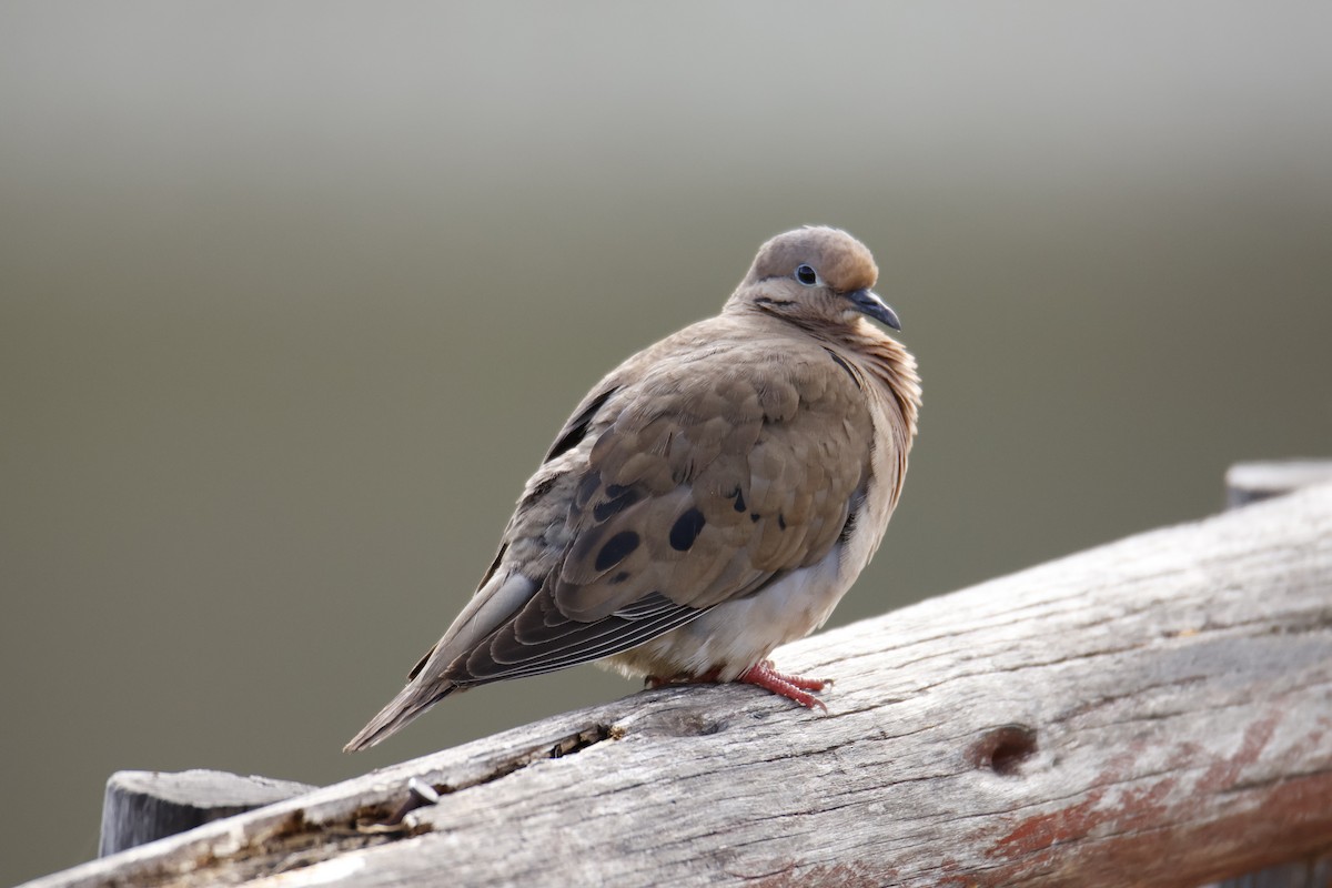 Eared Dove - ML636734158