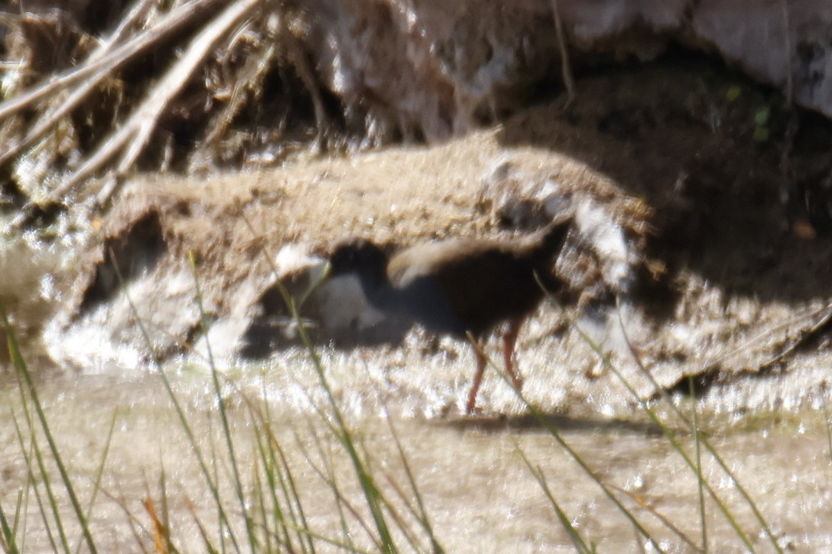 Plumbeous Rail - ML636734198