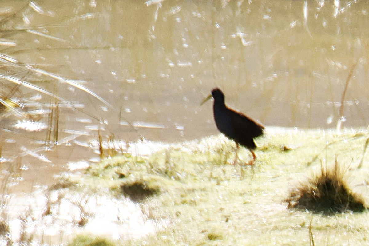 Plumbeous Rail - ML636734199