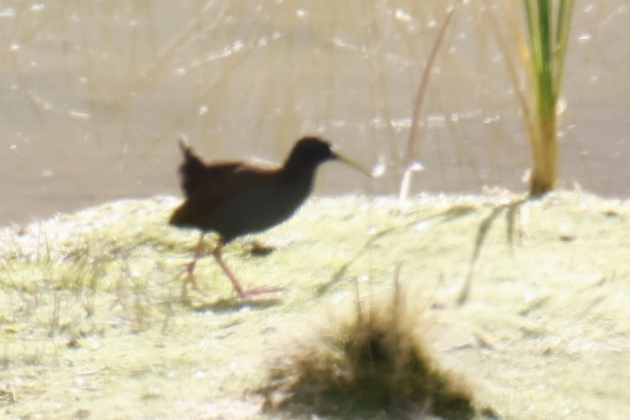 Plumbeous Rail - ML636734200