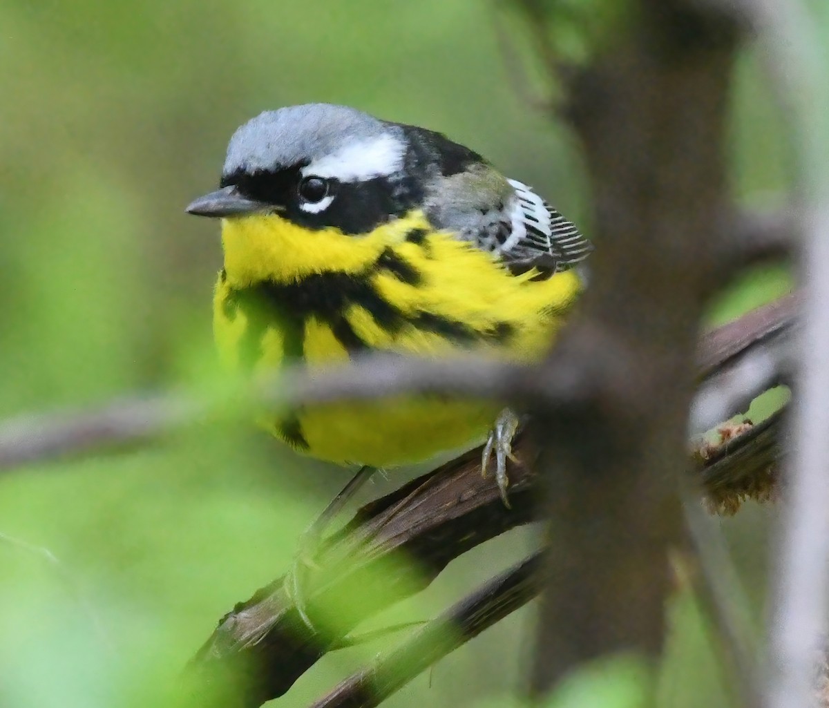 Magnolia Warbler - ML636734210