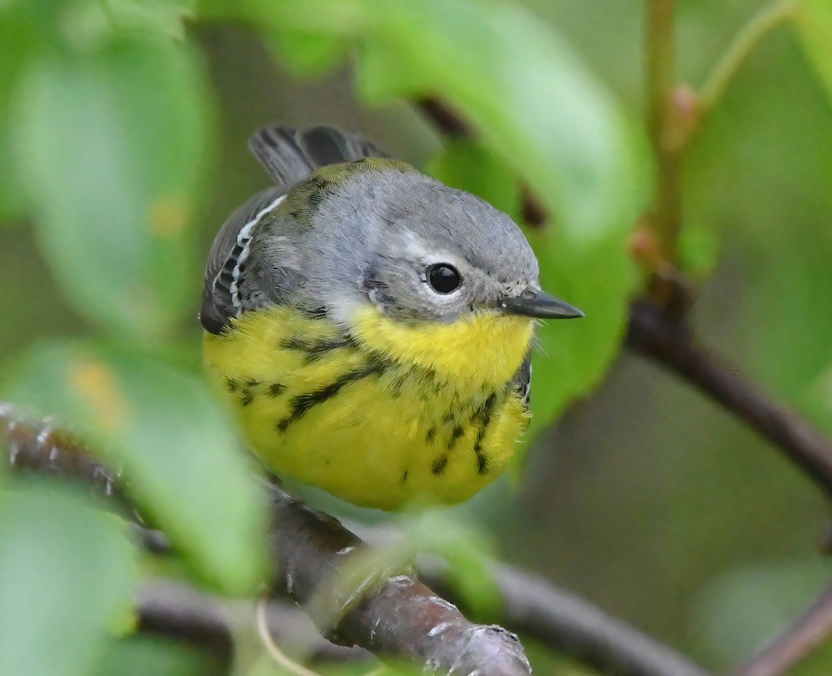 Magnolia Warbler - ML636734212