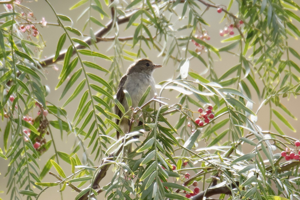 White-crested Elaenia - ML636734222