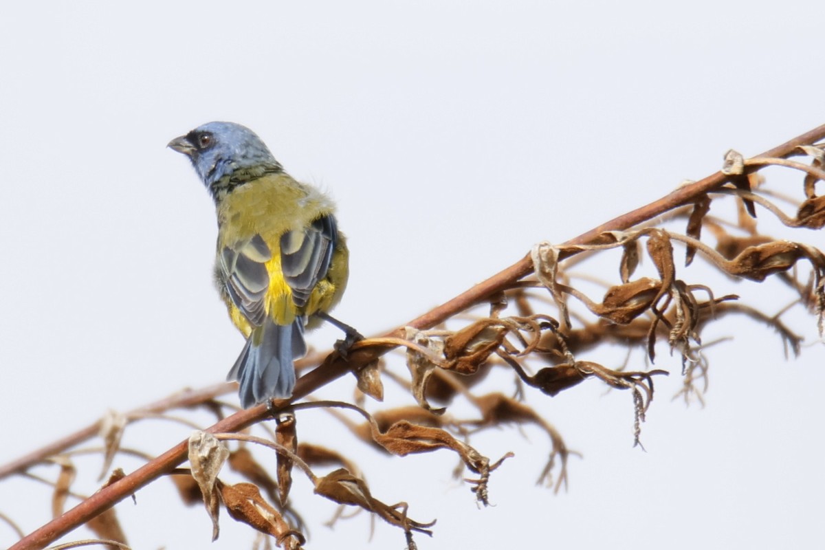 Blue-and-yellow Tanager - ML636734231