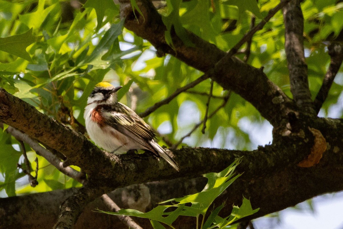 Chestnut-sided Warbler - ML636734299