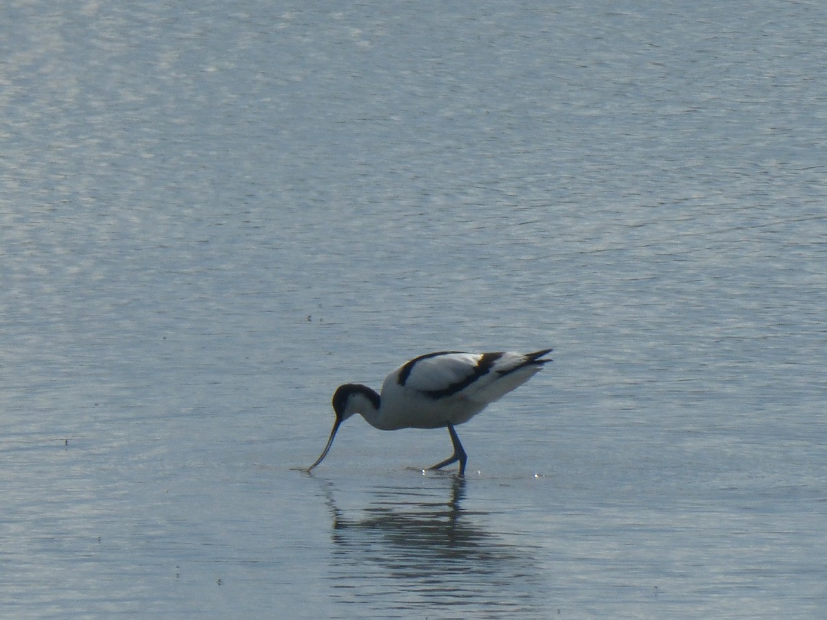Avocetta - ML636734331