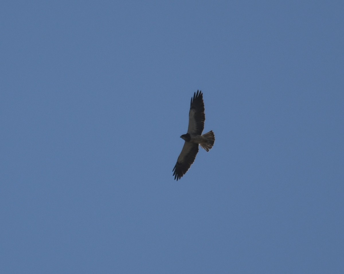 Swainson's Hawk - ML636734334