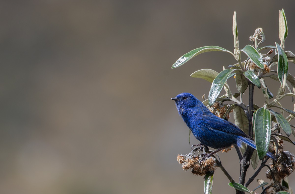 Tit-like Dacnis (petersi/bella) - ML636734339