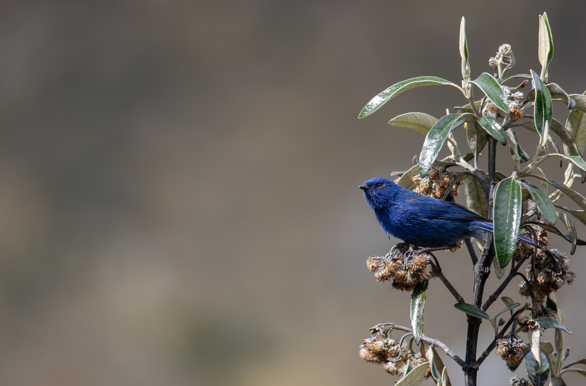 Tit-like Dacnis (petersi/bella) - ML636734340