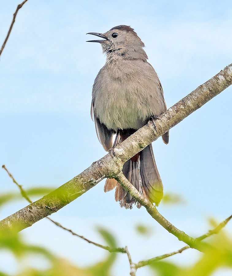 Gray Catbird - ML636734384