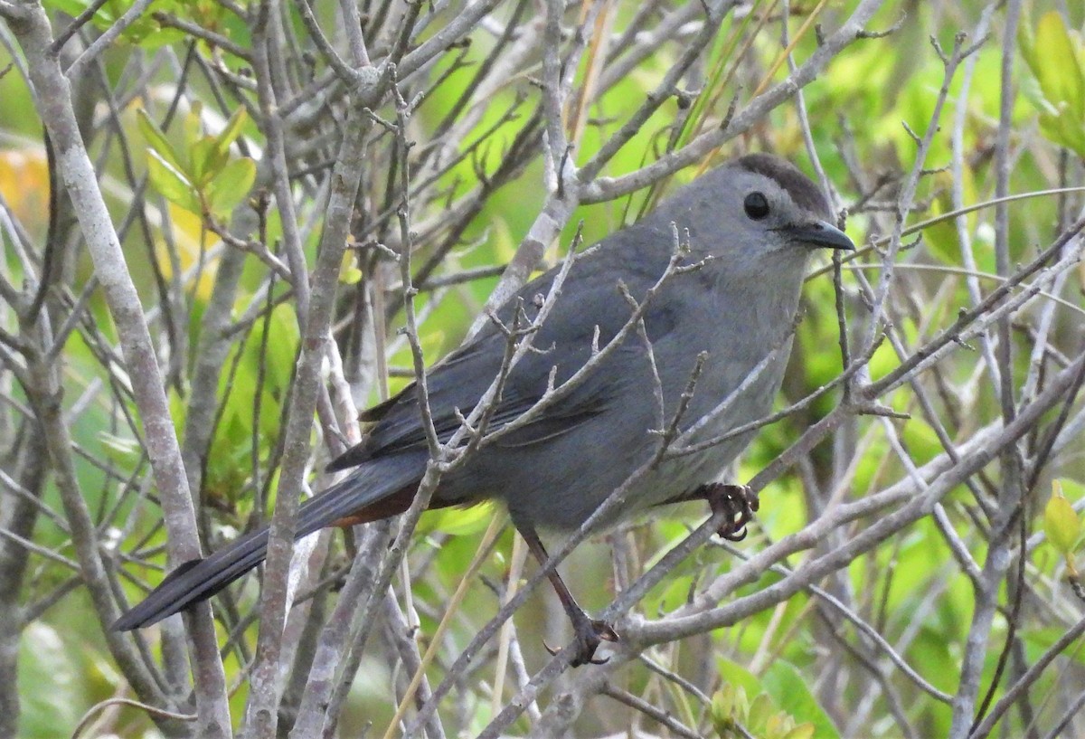 Gray Catbird - ML636734385
