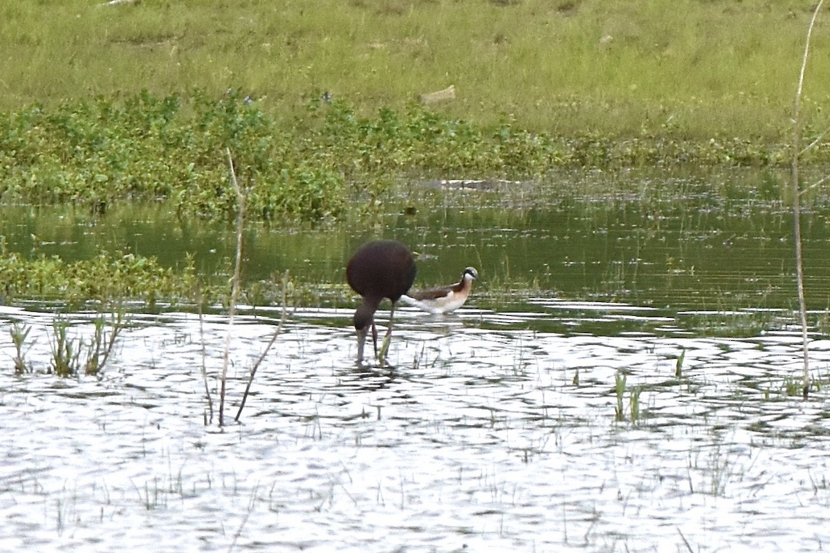 Wilson's Phalarope - ML636734448
