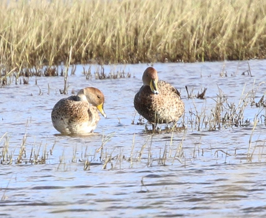 Yellow-billed Pintail - ML636734522