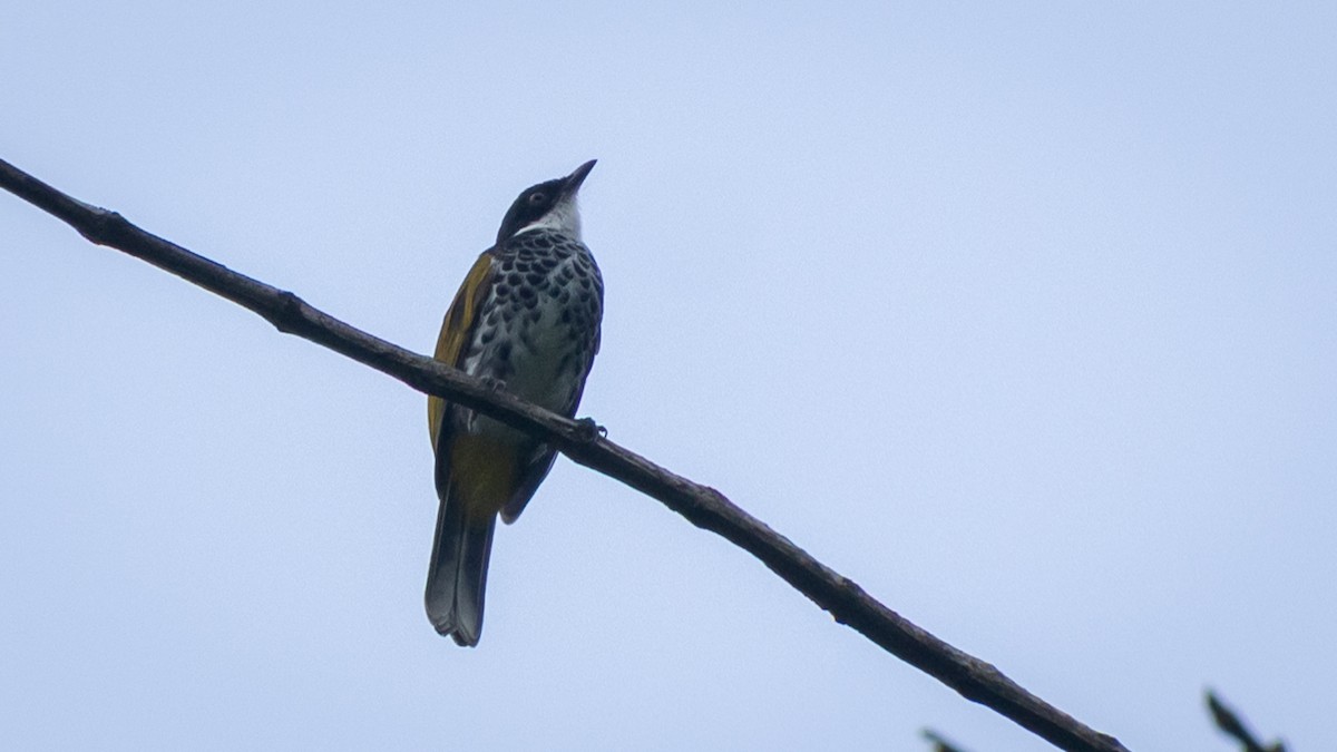Scaly-breasted Bulbul - ML636734530