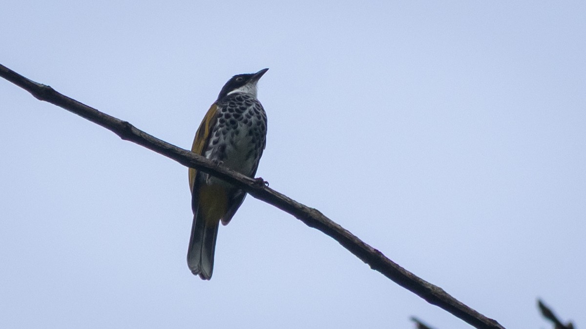 Scaly-breasted Bulbul - ML636734534