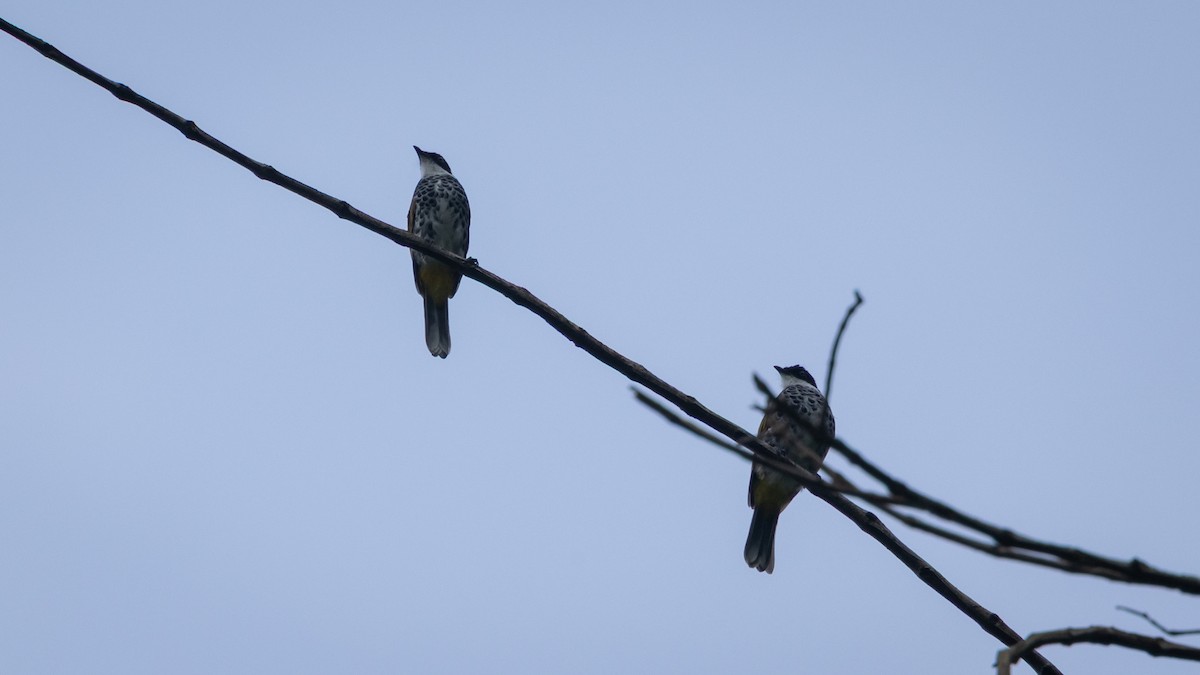 Scaly-breasted Bulbul - ML636734600
