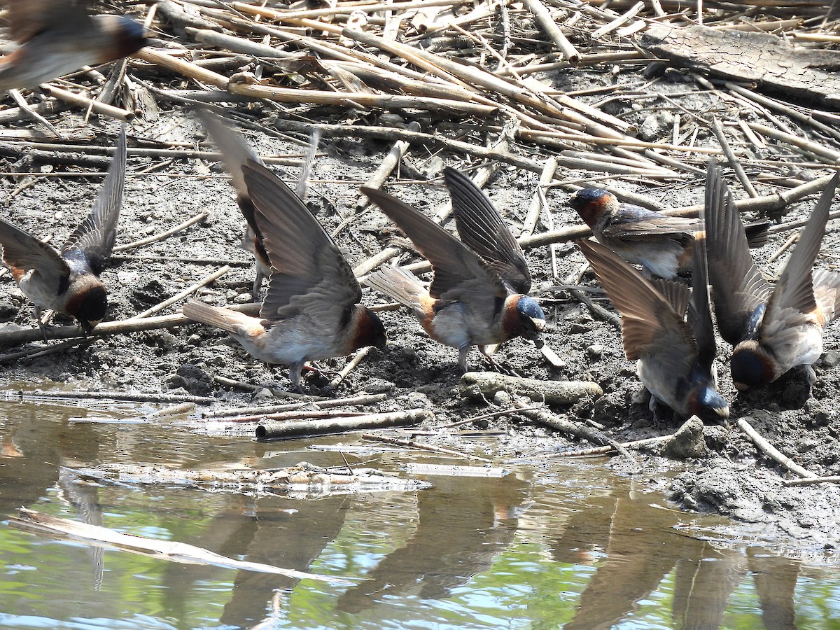 Cliff Swallow - ML636734639