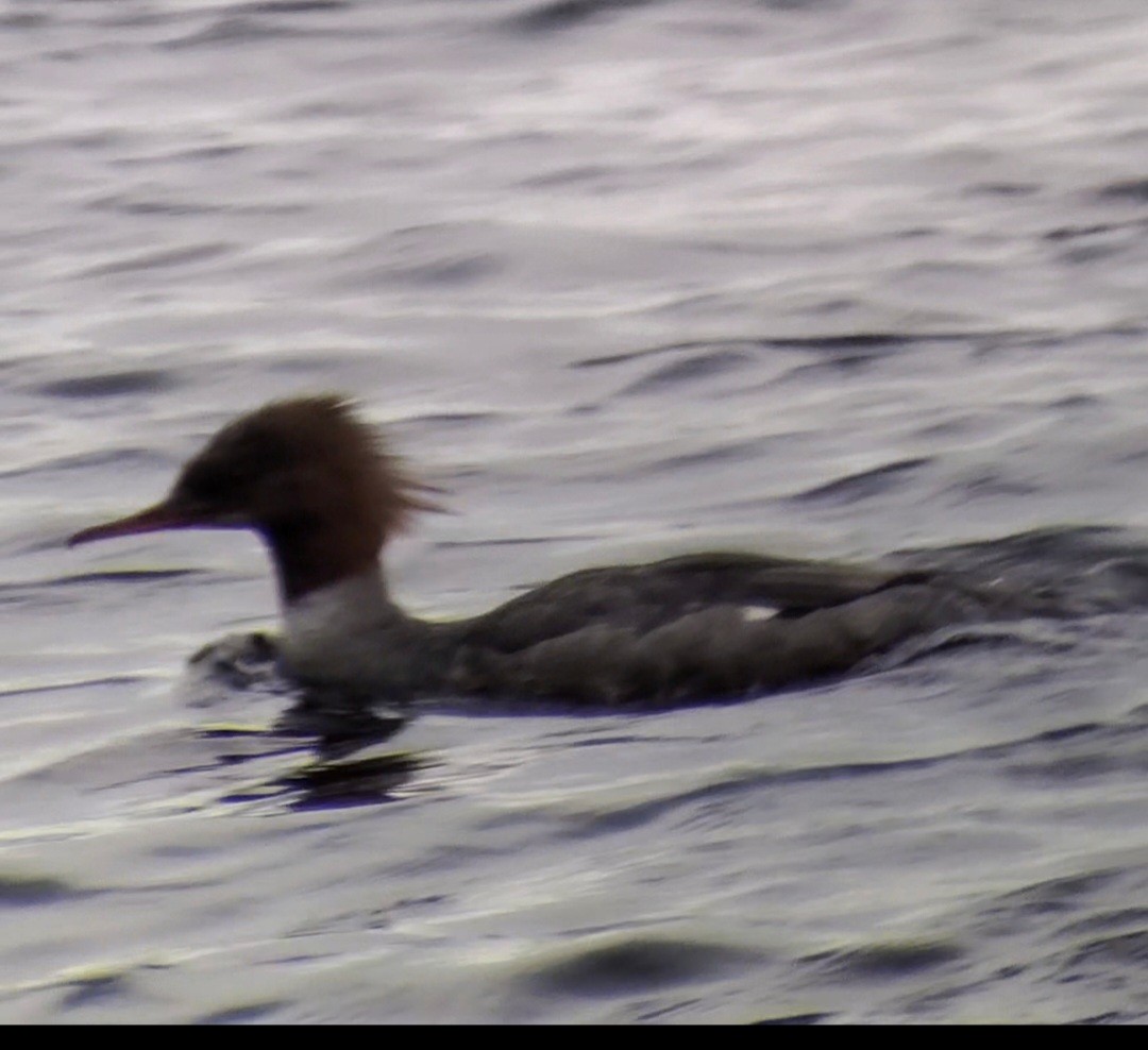 Common Merganser - ML636734646
