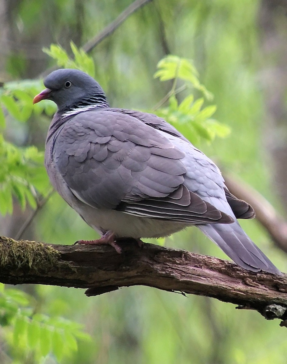 Common Wood-Pigeon - ML636734652