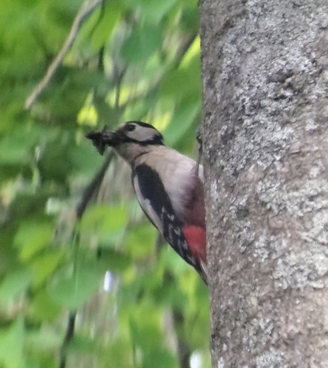 Great Spotted Woodpecker - ML636734657